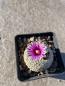 Preview: Turbinicarpus valdezianus